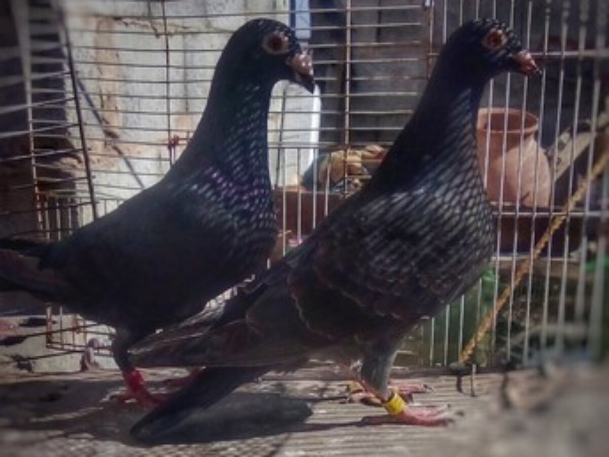Racines